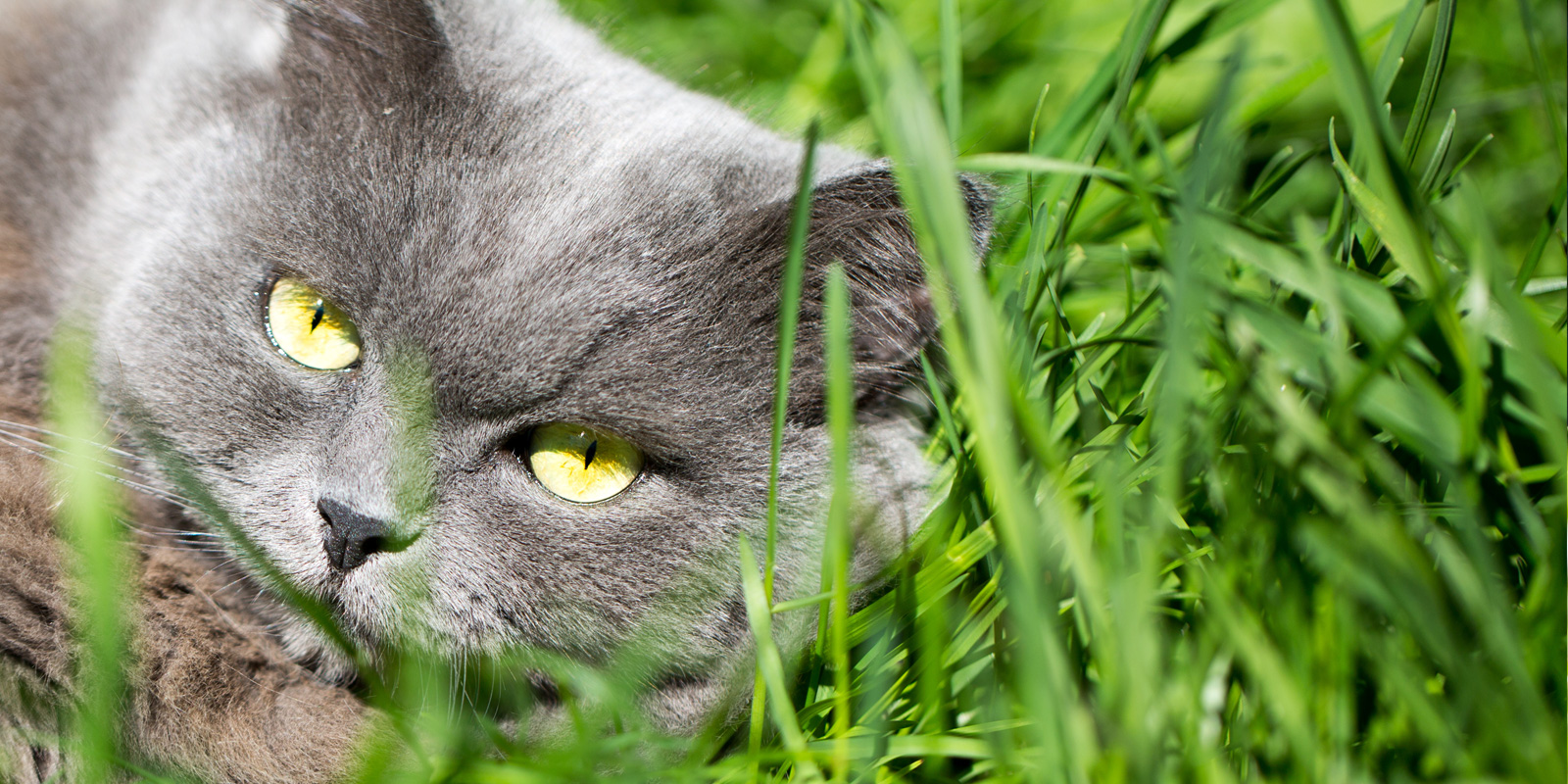 Blackdown Rings Kennels and Cattery Boarding Cats Plymouth