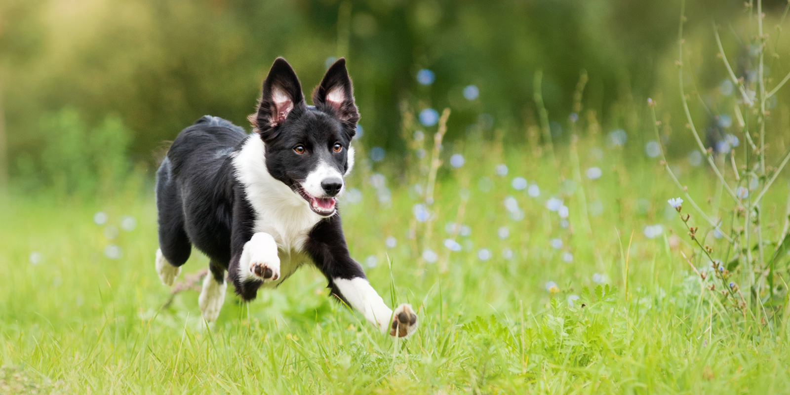 Blackdown Rings Kennels and Cattery Boarding Kennels Plymouth