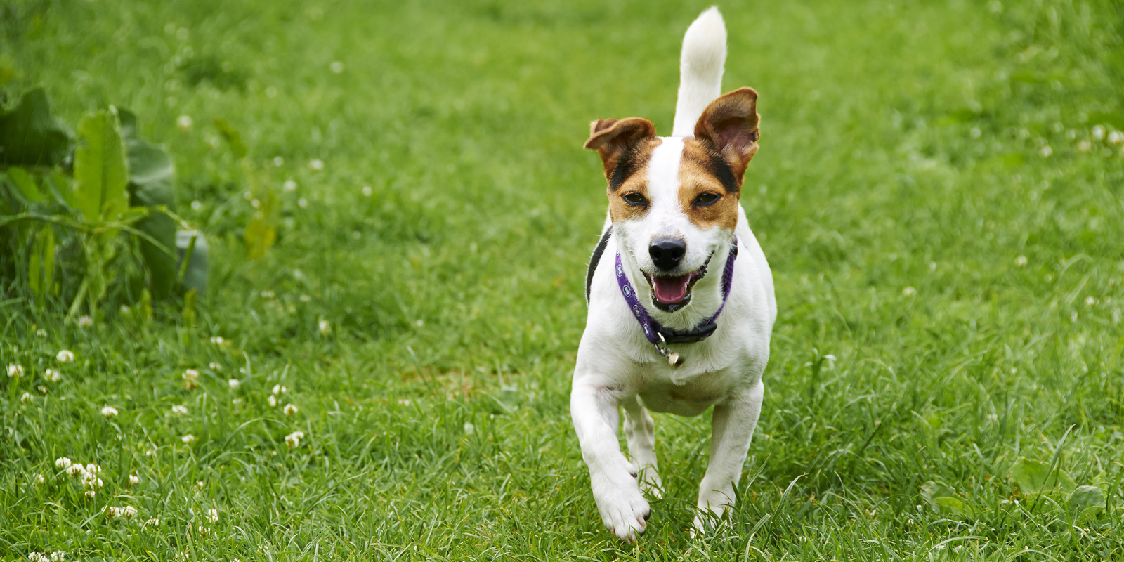 Blackdown Rings Kennels and Cattery Dog Boarding Kennels Plymouth