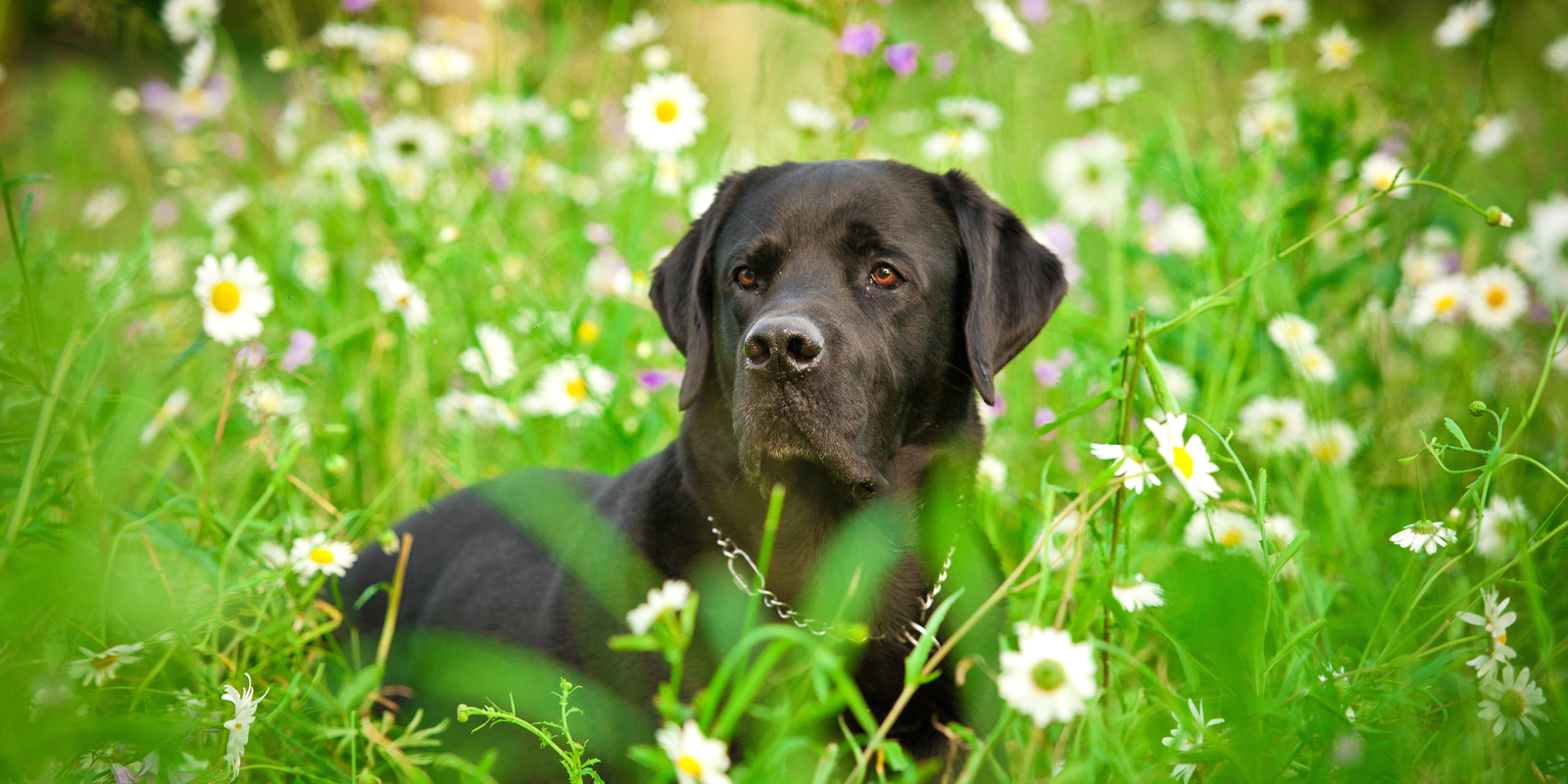 Blackdown Rings Kennels and Cattery Kennels Boarding Plymouth